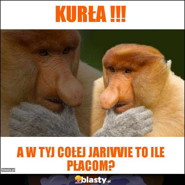 Kurła !!!