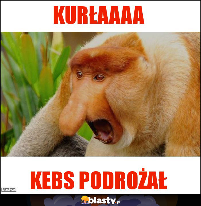 Kurłaaaa