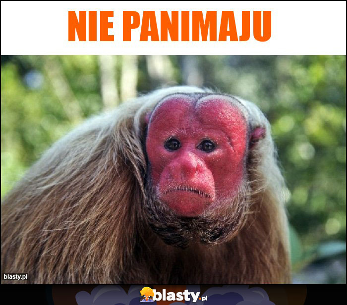 Nie panimaju