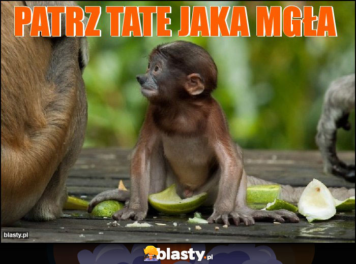 Patrz tate jaka mgła