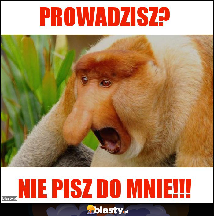 Prowadzisz?