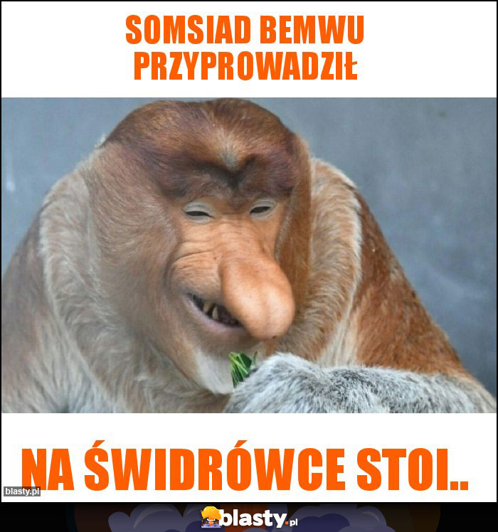 Somsiad bemwu przyprowadził