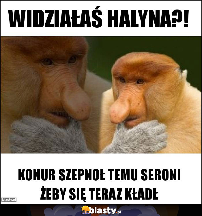 Widziałaś Halyna?!