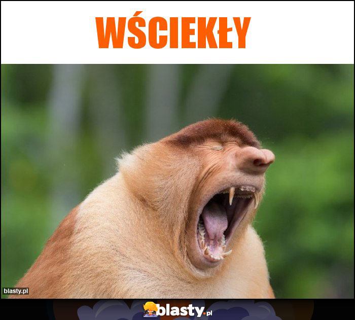 wściekły