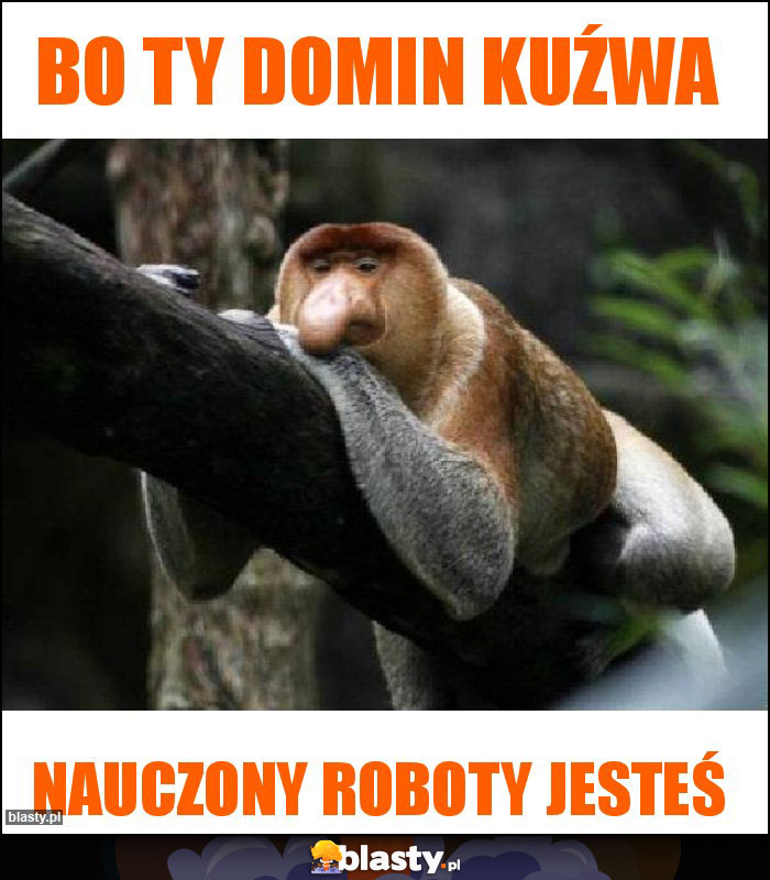 Bo ty Domin kuźwa