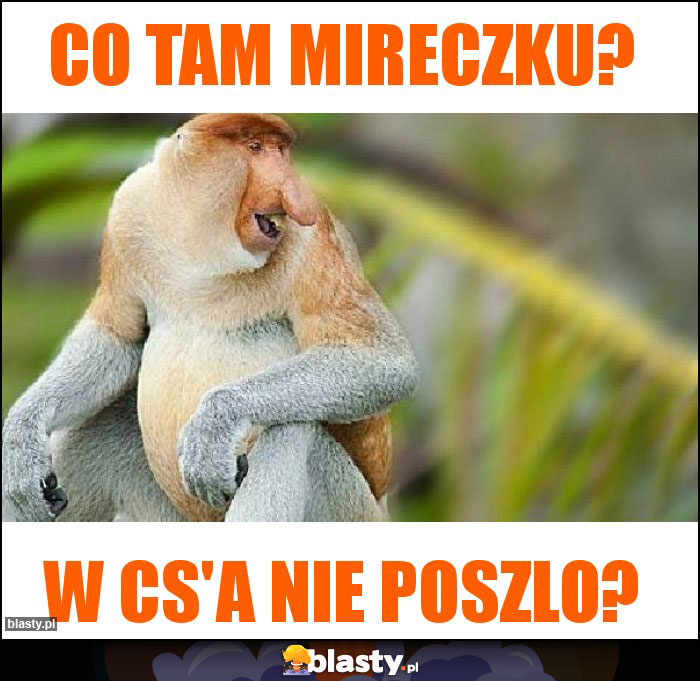 Co tam mireczku?