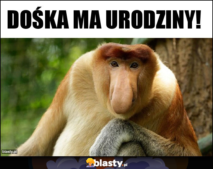 DOŚKA MA URODZINY!