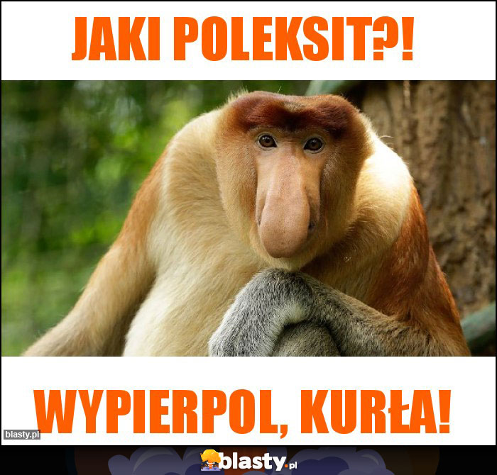 Jaki Poleksit?!