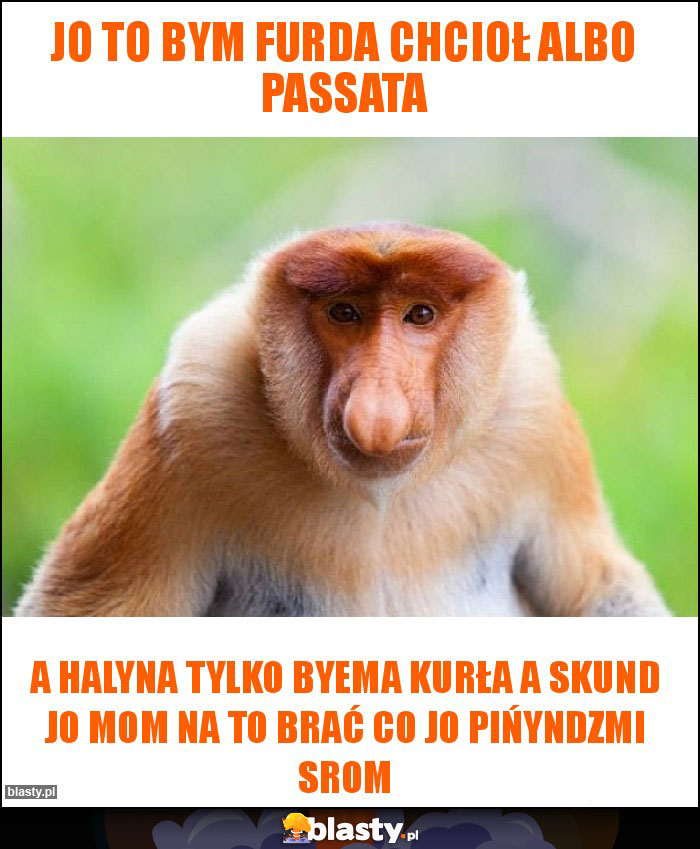 Jo to bym furda chcioł albo passata