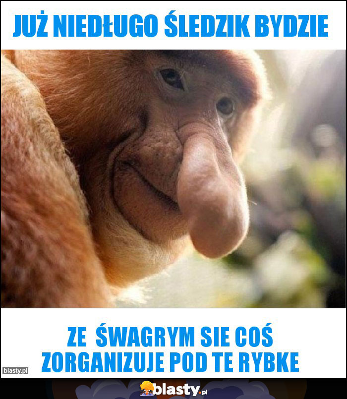 Już niedługo śledzik bydzie