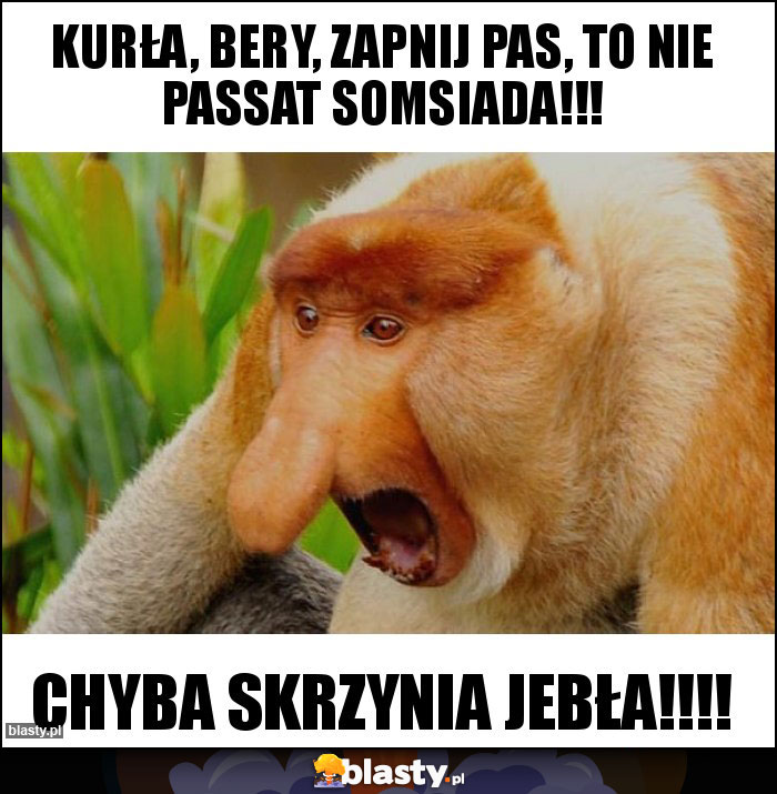 Kurła, Bery, zapnij pas, to nie passat somsiada!!!