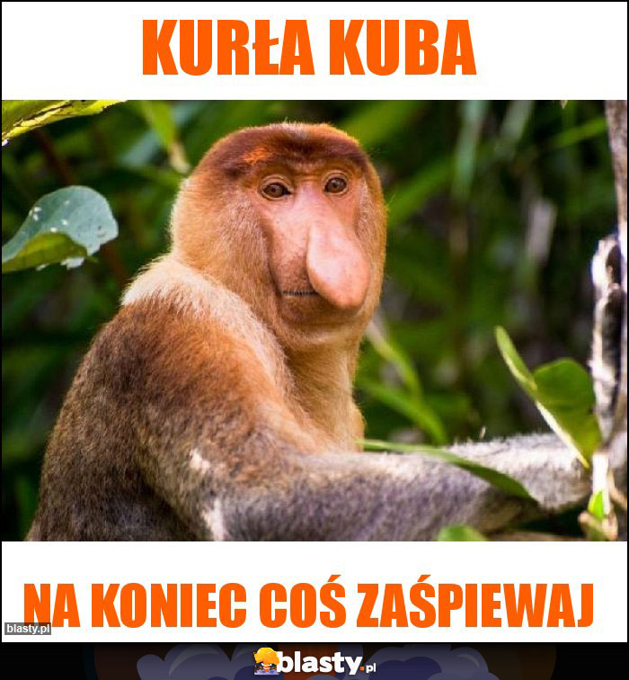 KURŁA KUBA