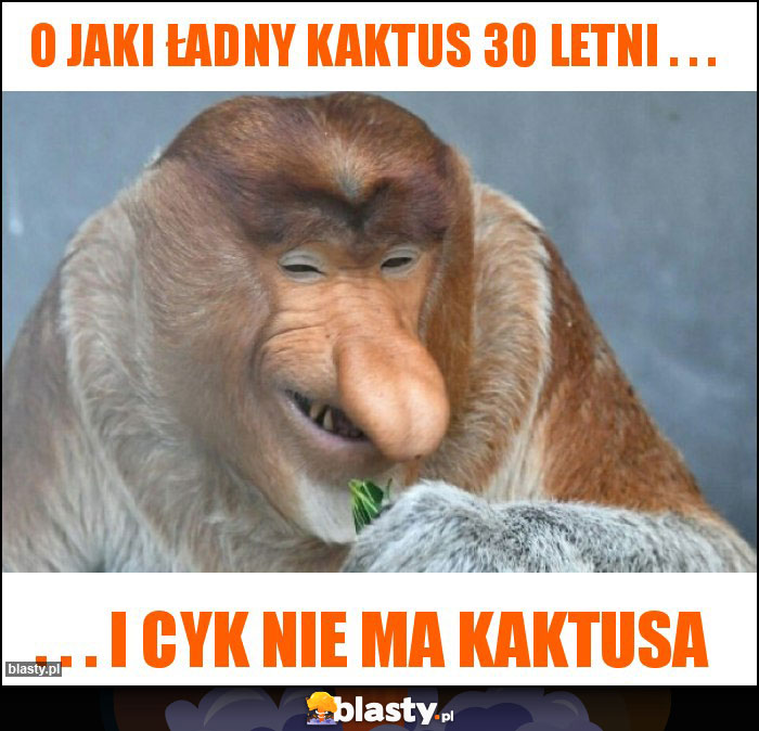 O jaki ładny kaktus 30 letni . . .