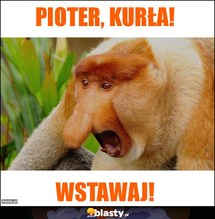 Pioter, kurła!