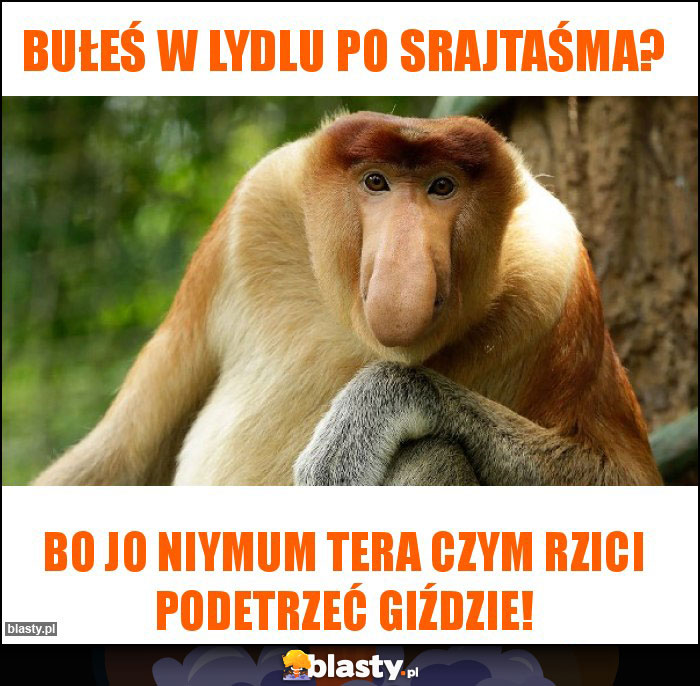 Bułeś w lydlu po srajtaśma?