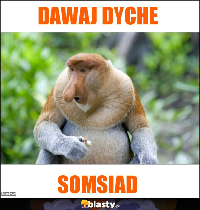 Dawaj dyche