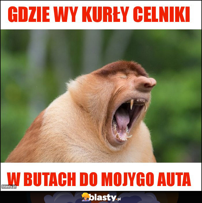 Gdzie wy kurły celniki