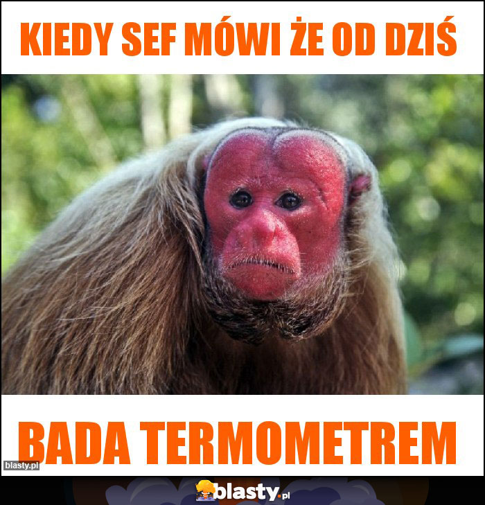 Kiedy sef mówi że od dziś