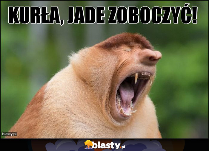 Kurła, jade zoboczyć!