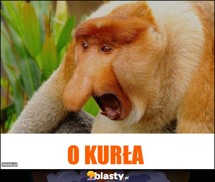 O kurła