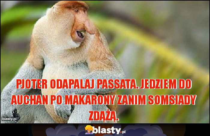 Pjoter odapalaj passata. Jedziem do auchan po makarony zanim somsiady zdążą.