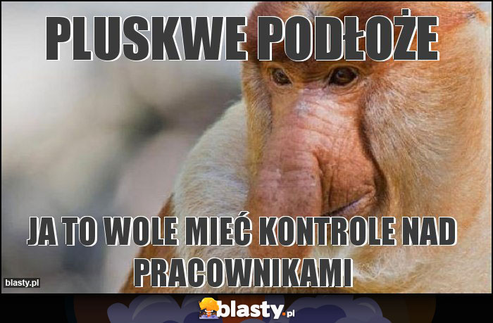 Pluskwe podłoże