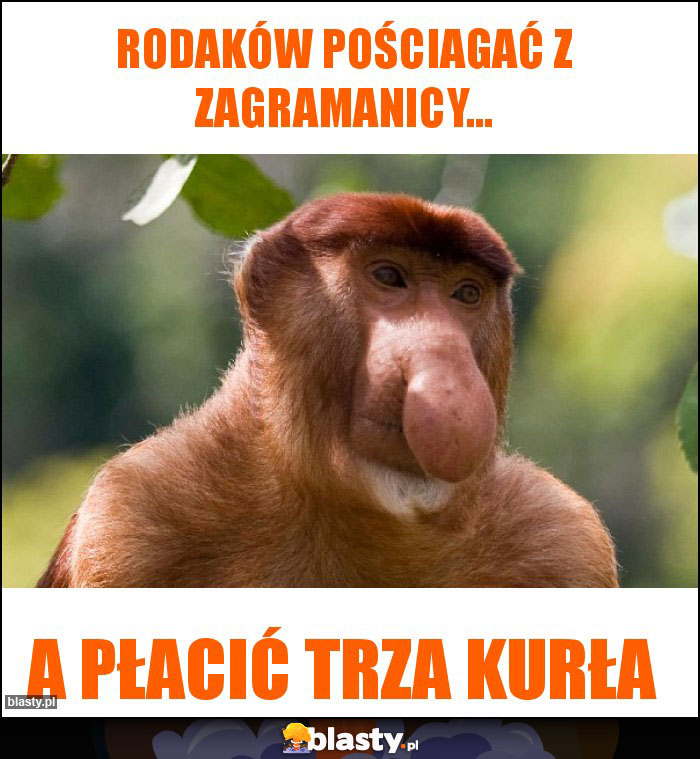 Rodaków pościagać z zagramanicy...