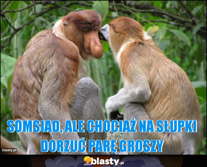 Somsiad, ale chociaż na słupki dorzuć parę groszy