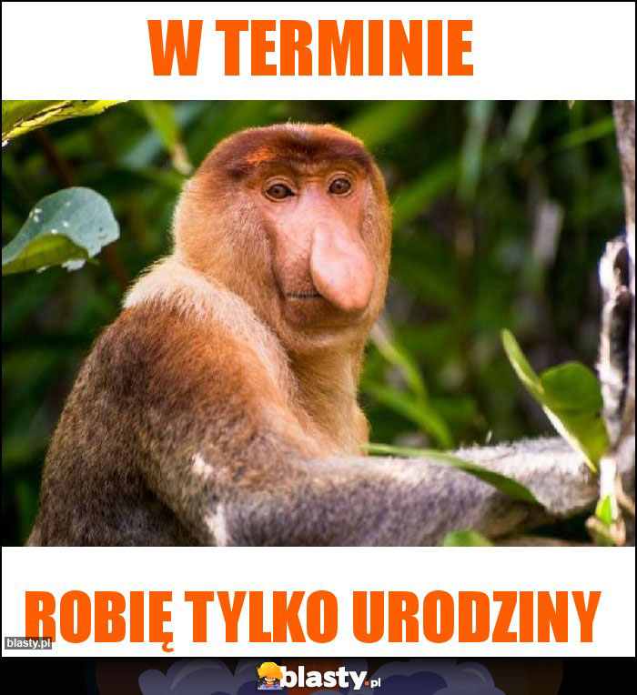 W terminie