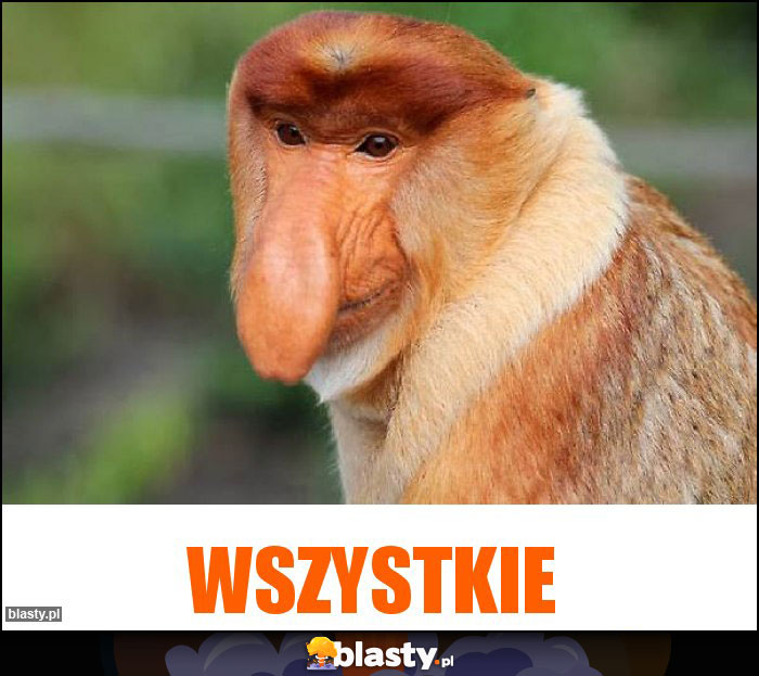 Wszystkie