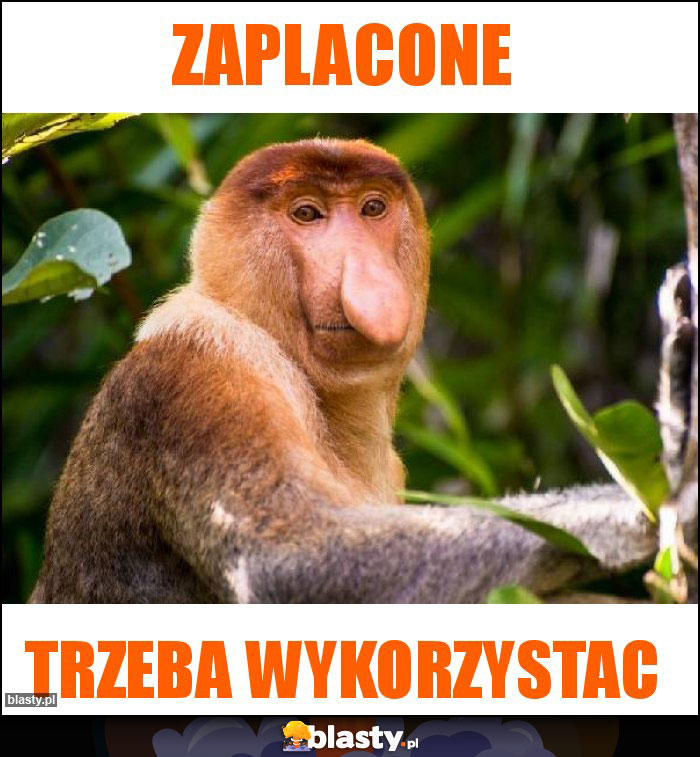 ZAPLACONE