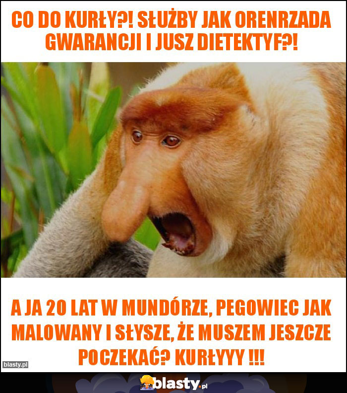 Co do kurły?! Służby jak orenrzada gwarancji i jusz dietektyf?!