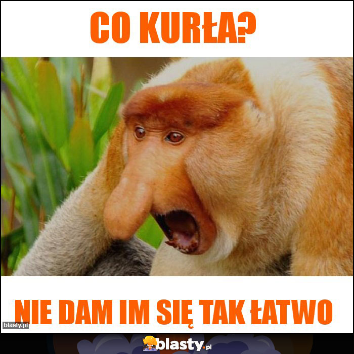 Co kurła?