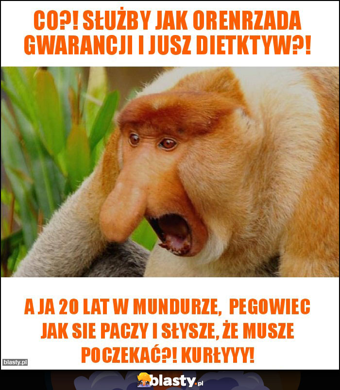 Co?! Służby jak orenrzada gwarancji i jusz dietktyw?!