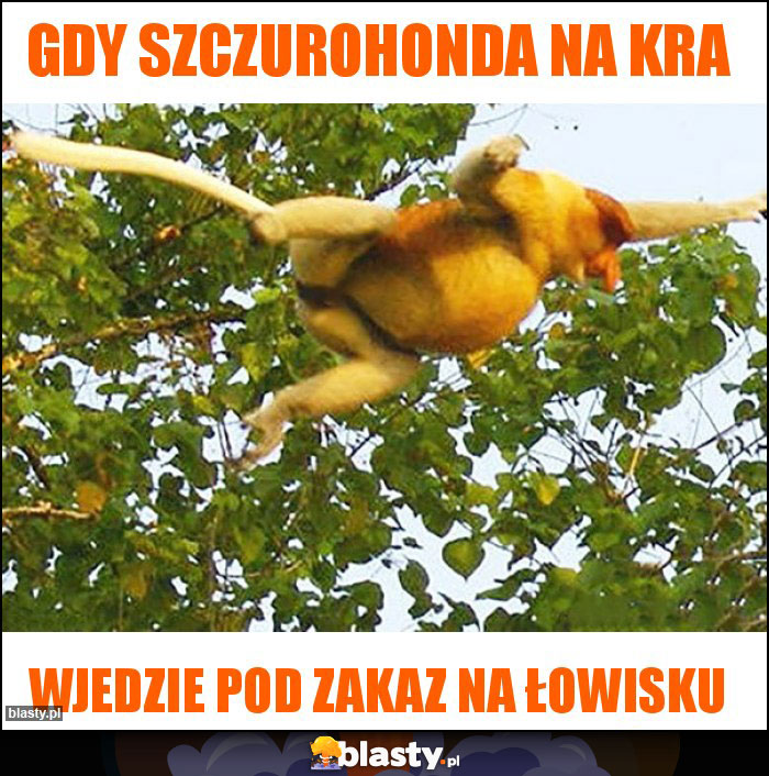 Gdy szczurohonda na kra