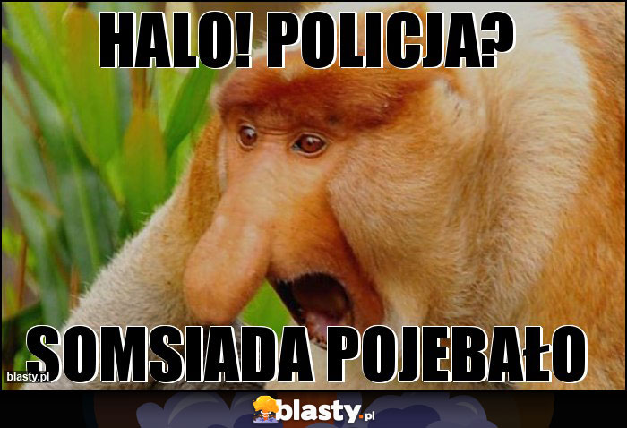 Halo! policja?