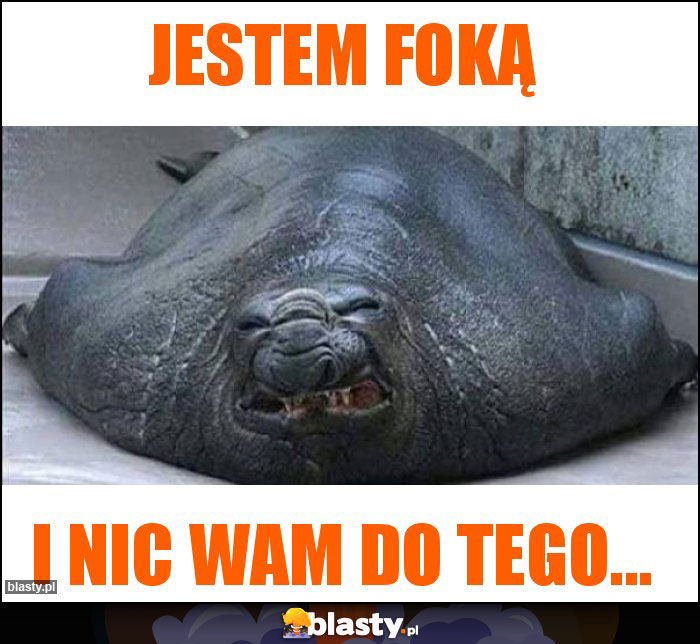 Jestem foką