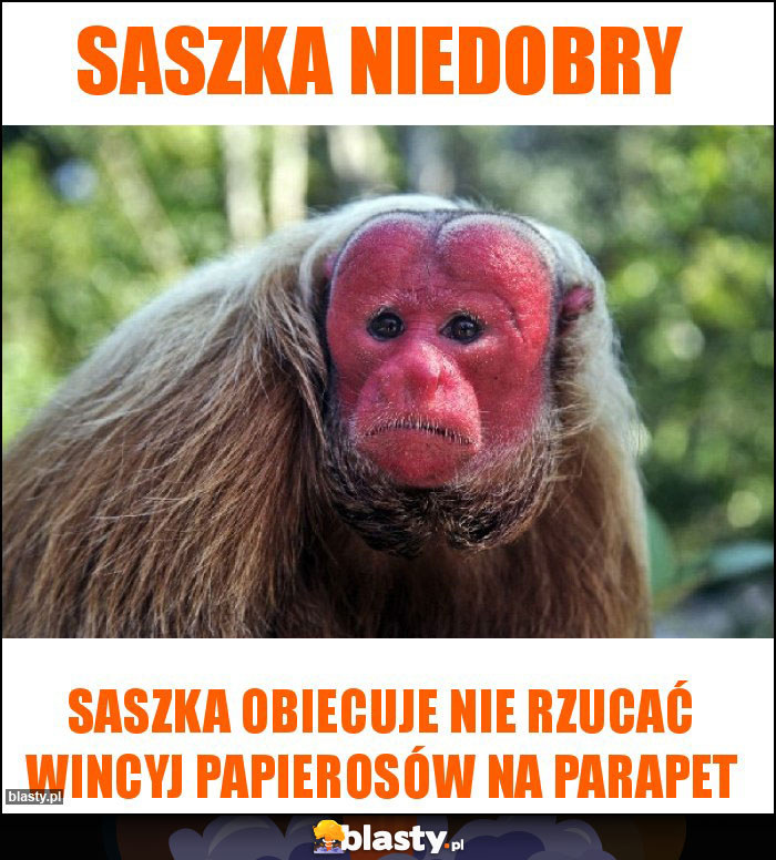 Saszka niedobry