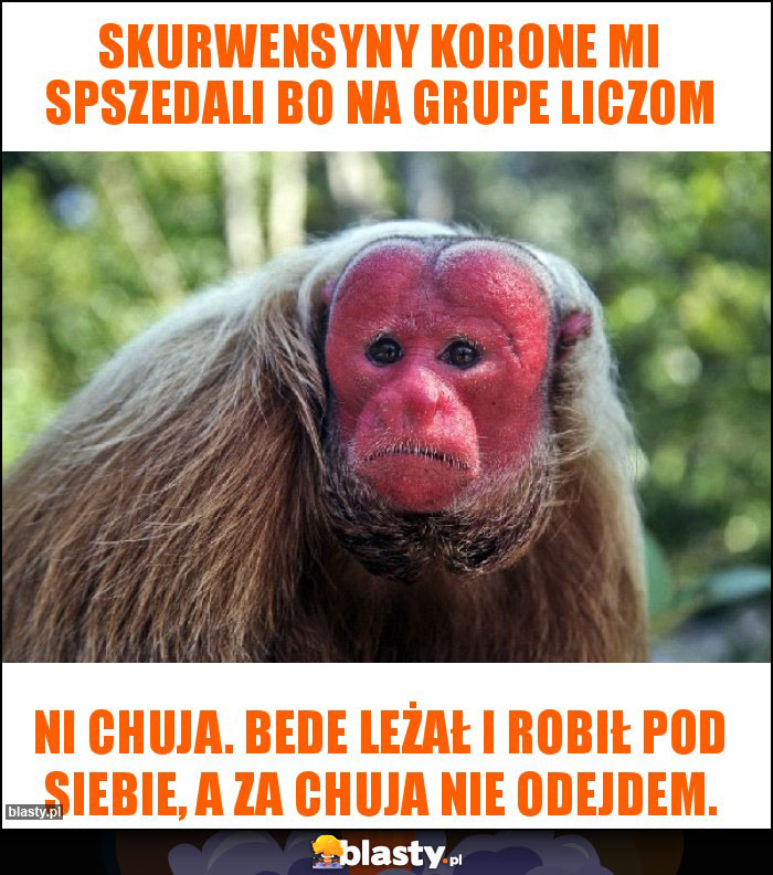 Skurwensyny korone mi spszedali bo na grupe liczom