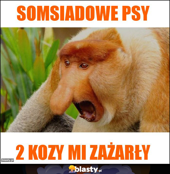 Somsiadowe psy