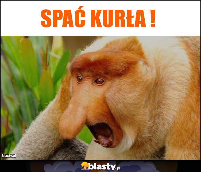 Spać kurła !