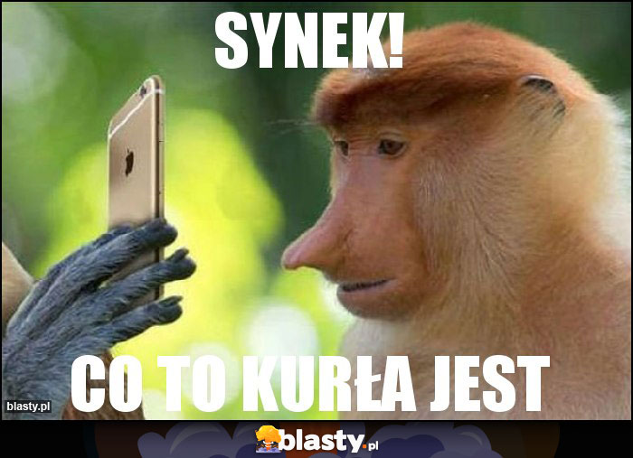 synek!