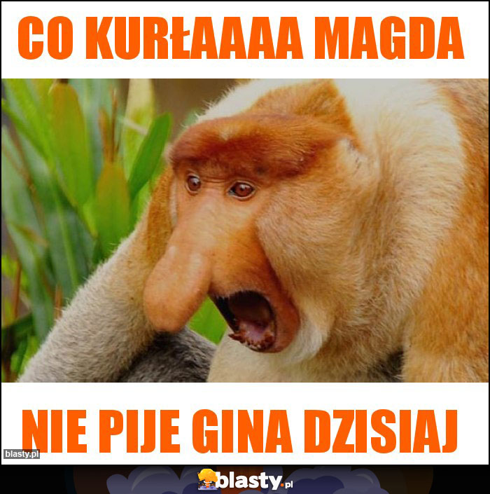 Co Kurłaaaa Magda