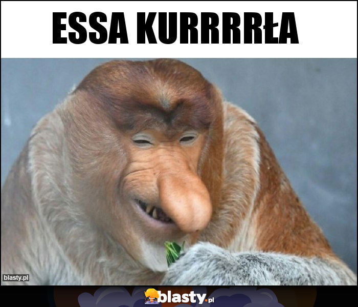 ESSA kurrrrła