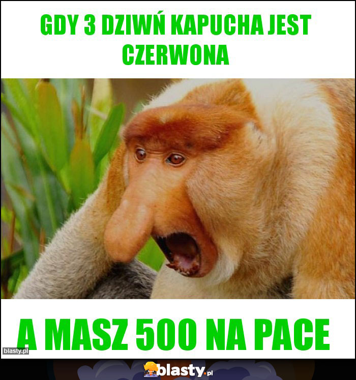 GDY 3 DZIWŃ KAPUCHA JEST CZERWONA