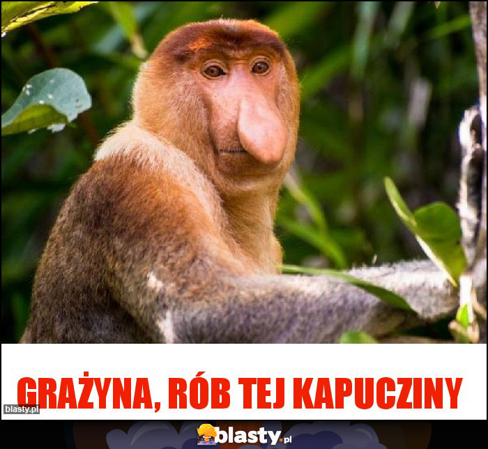 Grażyna, rób tej kapucziny