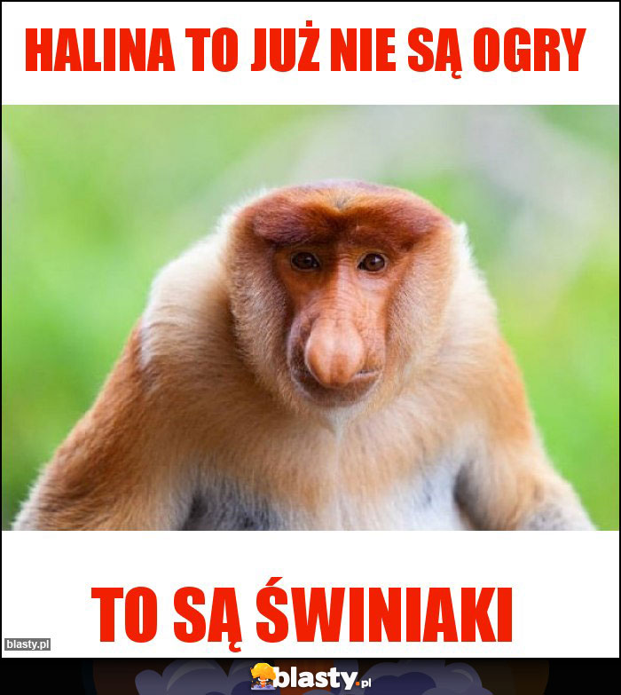 Halina to już nie są ogry