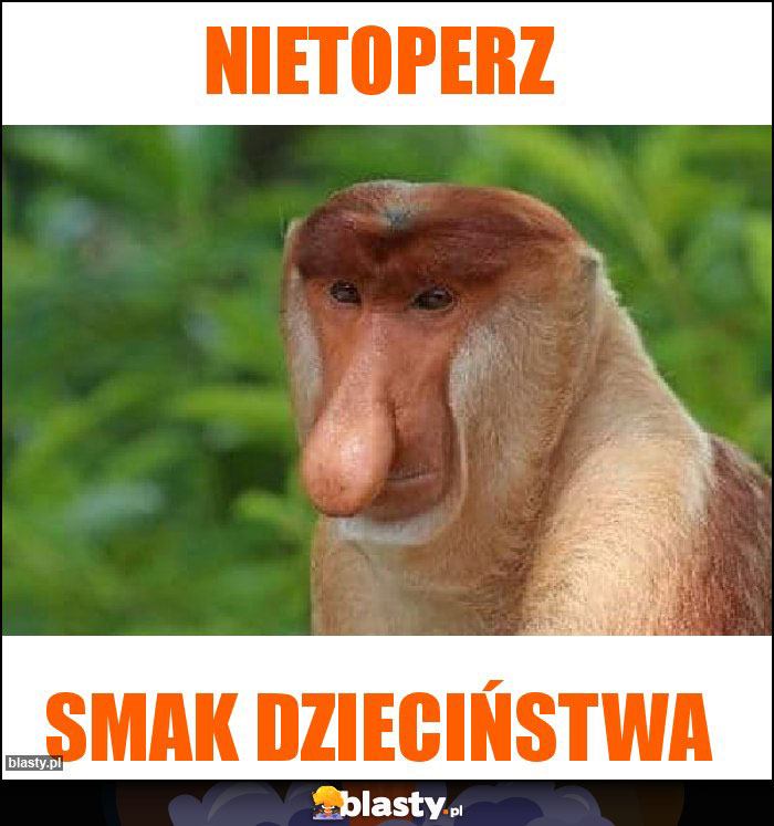 Nietoperz