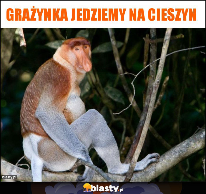 Grażynka jedziemy na Cieszyn