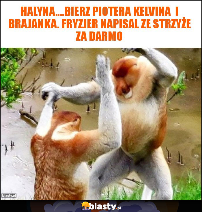 Halyna....bierz piotera kelvina  i brajanka. Fryzjer napisal ze strzyże za darmo